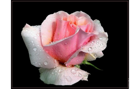 Cérémonie d'adieu à Nicole